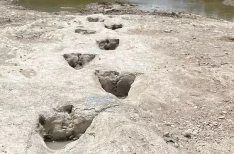 В Техасе обнаружены огромные следы динозавров, которым около 113 млн лет