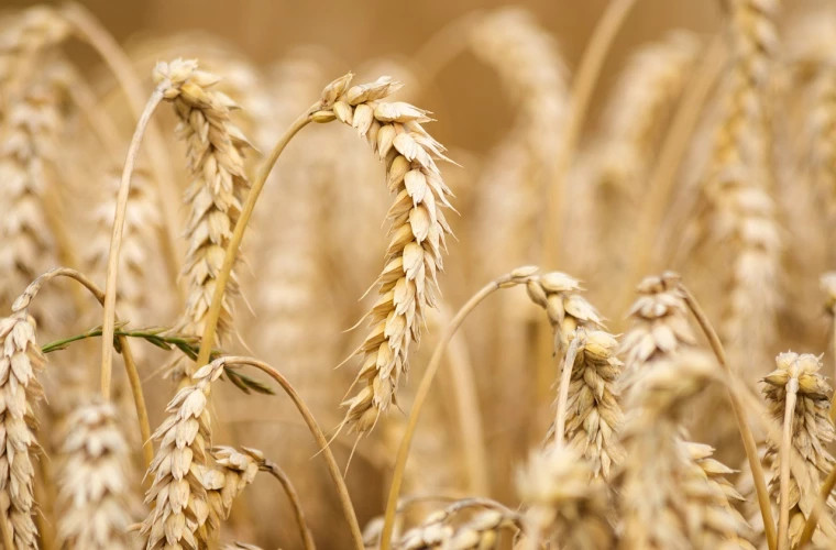 Пшеница взамен удобрений: Азербайджан намерен закупить у Молдовы 100 тыс. тонн пшеницы