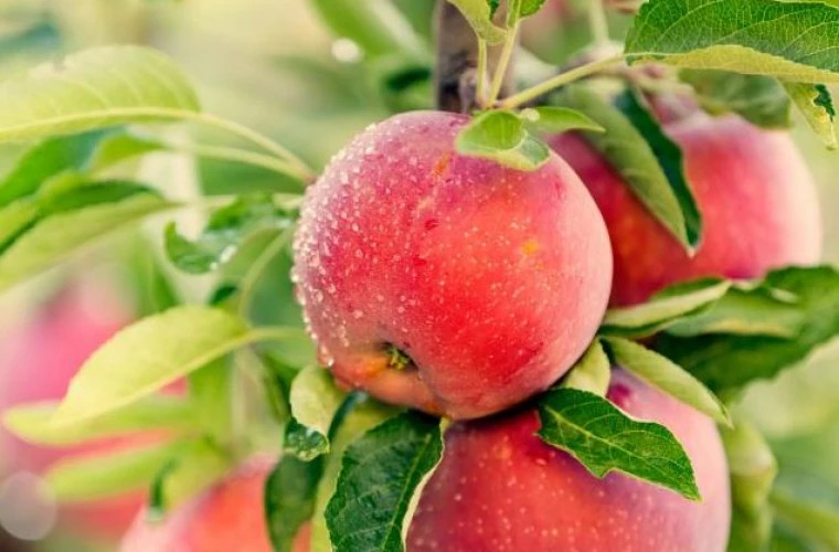 Într-o livadă din raionul Ialoveni cresc mere care cântăresc pînă la jumătate de kilogram fructul