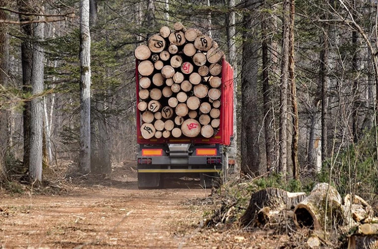 Венгрия решила увеличить заготовку дров