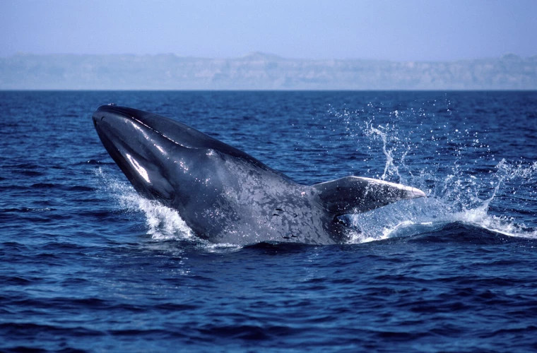 Биологи обнаружили в Марокко ранее неизвестного сухопутного предка кита