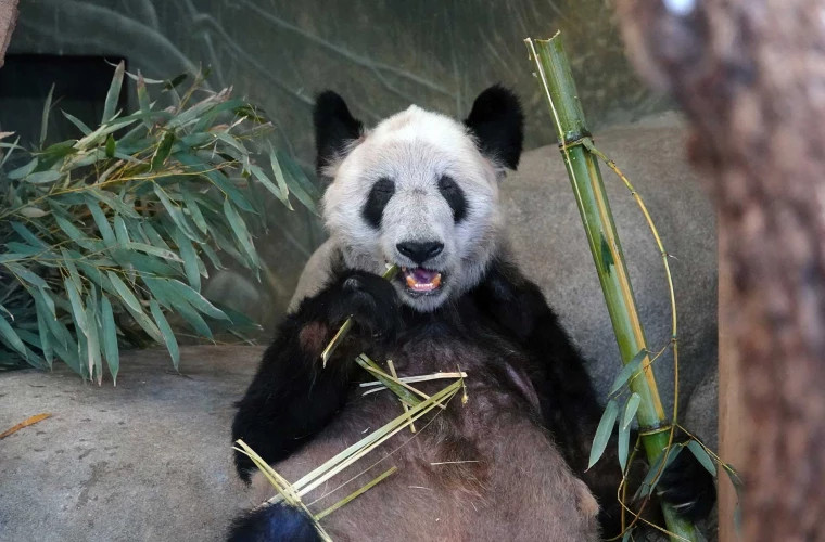 Sute de fani au întîmpinat la Beijing un urs panda care a revenit din SUA 
