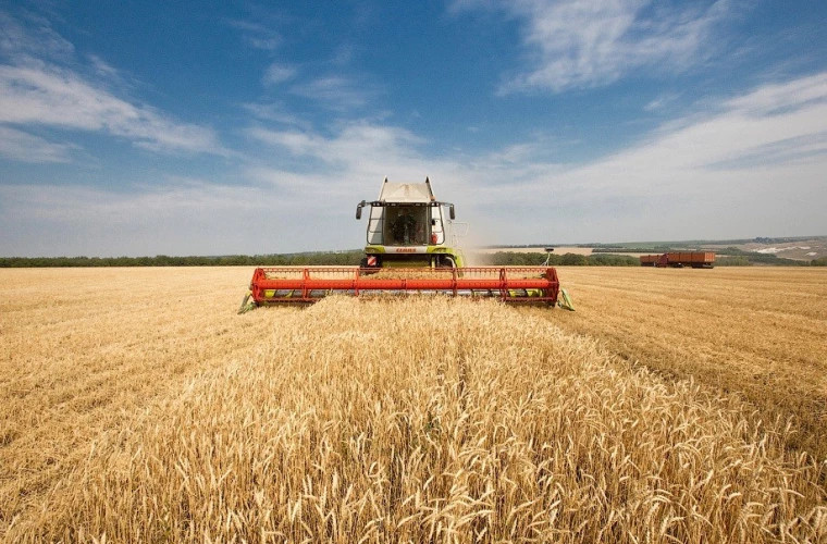 Особенности уборки яровой пшеницы