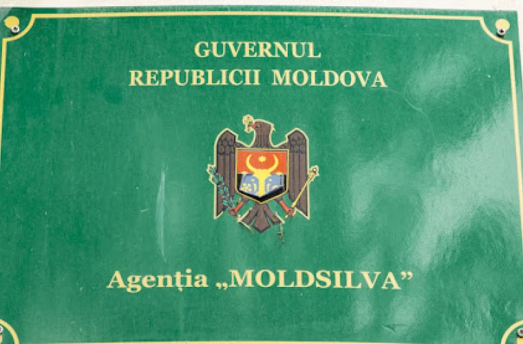 Guvernul a numit un nou director la Agenţia Moldsilva 