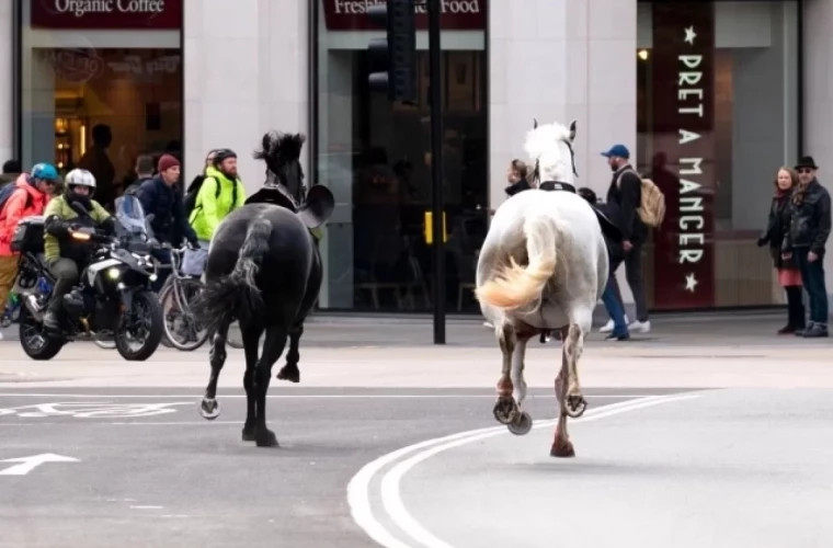 Caii scăpați de la Garda Regală din Londra ce sa întîmplat cu ei