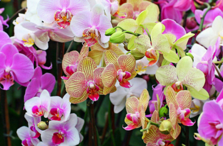 Niciodată nu țineți orhideele acasă! Pericolul ascuns din spatele frumuseții