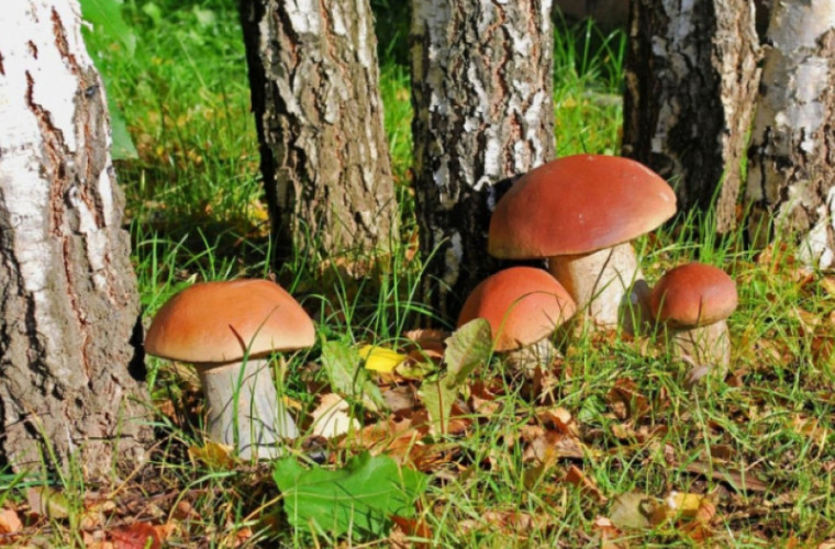 Cercetări recente: ciupercile mențin tinerețea