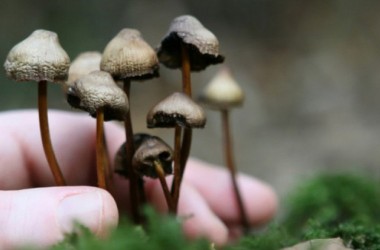 S-a aflat motivul pentru care ciupercile halucinogene sînt atît de ''magice''