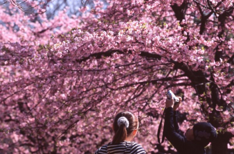 În Japonia au înflorit cireşii (VIDEO)