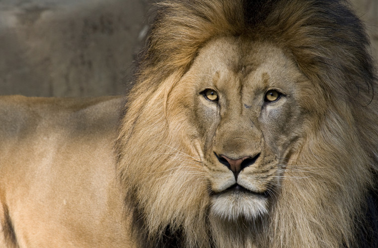 Au fost descoperite rămășițele unui leu gigantic (FOTO)