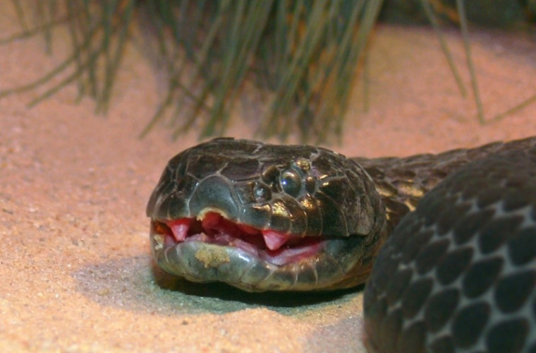 Un șarpe veninos s-a băgat în ​​pantalonii unui australian