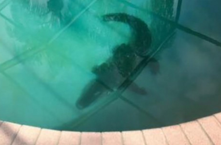 "Musafirul" din piscină care l-a băgat în sperieţi pe un american (VIDEO)