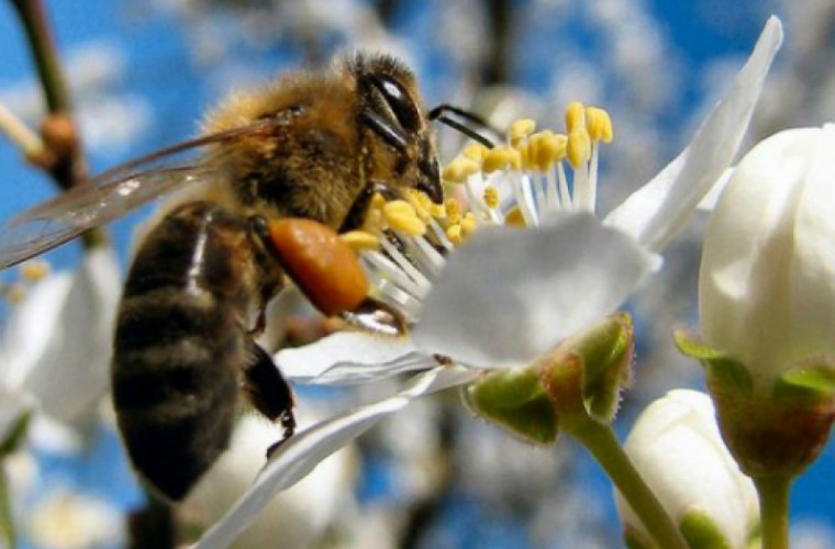 Pentru ce vrea să creeze NASA albine-robot