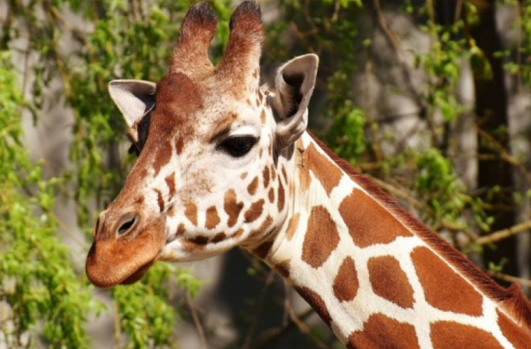 Pasagerii unei maşini au tras o sperietură zdravănă din cauza unei girafe (VIDEO)