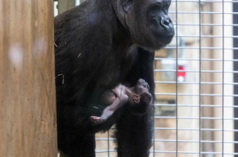 Momentul emoţionant în care o gorilă îşi mîngîie puiul nou născut (VIDEO)