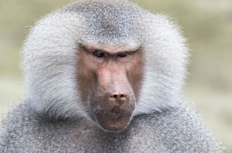 Ingeniozitatea unor babuini a surpins un grup de cercetători (VIDEO)