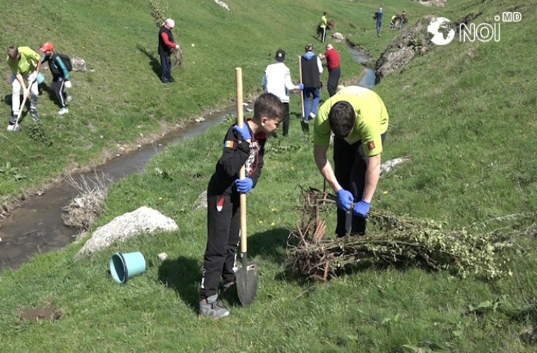 Circa 2000 de puieţi au fost plantaţi la Ţîpova (VIDEO, FOTO)