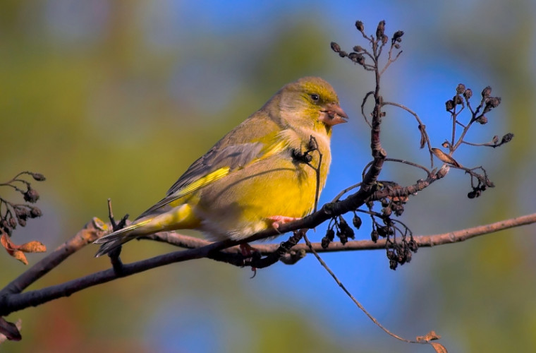 Speciile de păsări care sînt amenințate cu dispariția