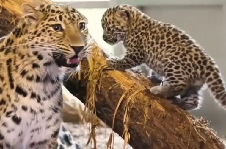 Pui de leopard de o specie rară, născuți la Grădina Zoologică de la Viena (VIDEO)