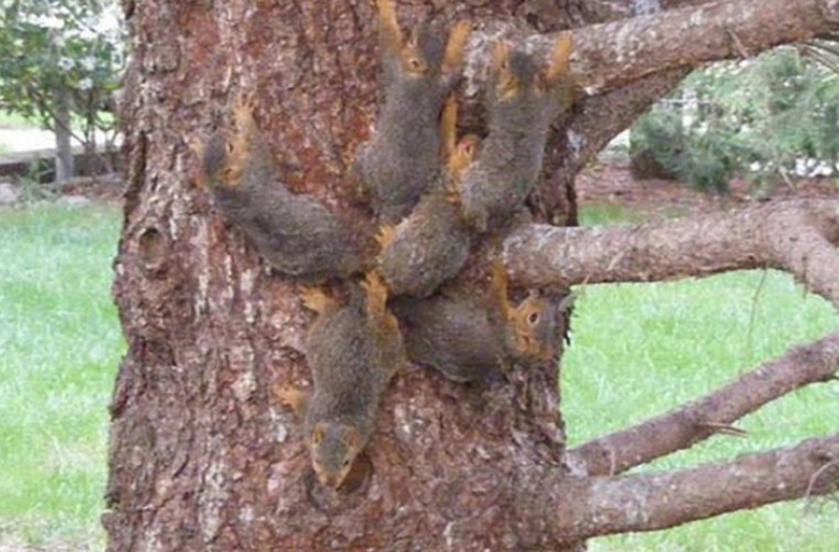 Reprezentanţii faunei sălbatice din Nebraska au descîlcit şase veveriţe