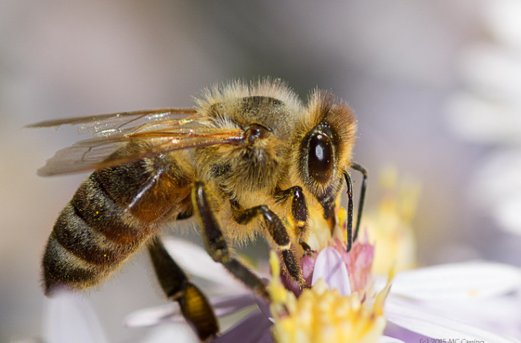 Ziua mondială a albinelor