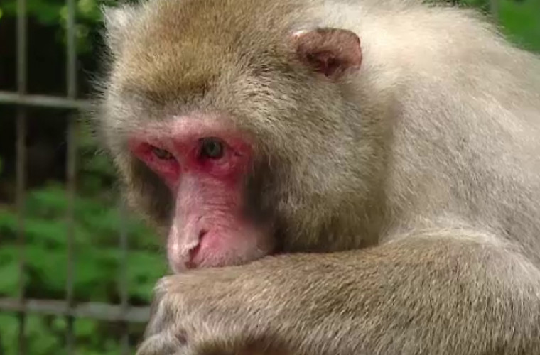 O maimuţă i-a pus pe jar pe angajaţii unui aeroport din SUA (VIDEO)