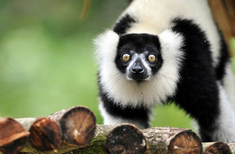 La grădina zoologică de la Praga s-au născut lemuri rari de culoare alb-negru 