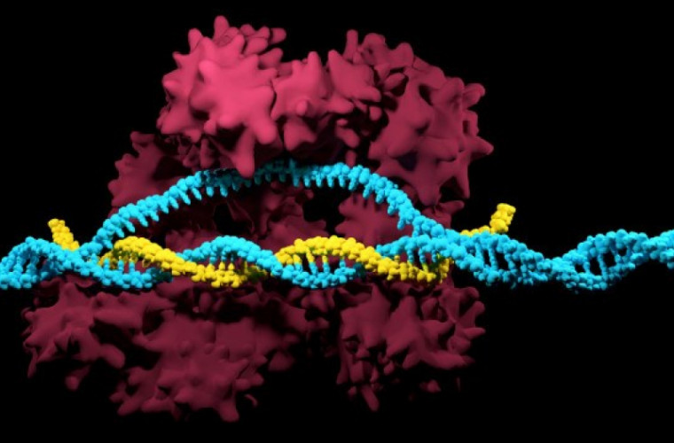 O tehnică de modificare a ADN-ului poate provoca apariţia cancerului