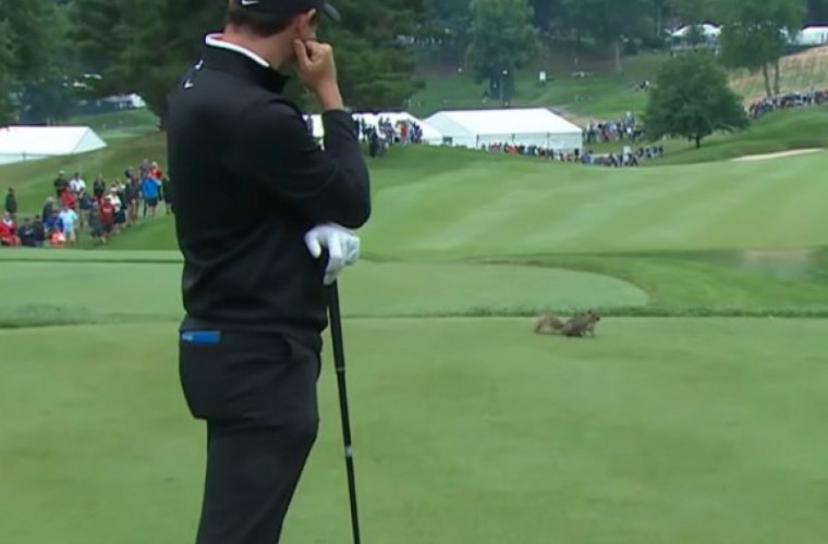 O veveriţă, surprinsă jucînd golf în timpul unui turneu
