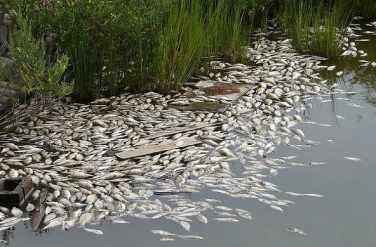 Cauza morţii în masă a peștilor din Lacul Vulcănești, depistată