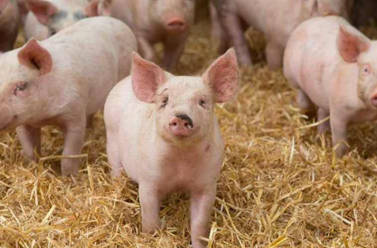 Focarul de pestă porcină din Ceadîr-Lunga a fost lichidat