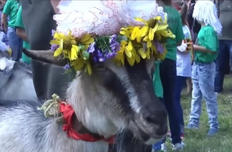 În Ucraina a avut loc un  concurs de frumusețe pentru capre (VIDEO)