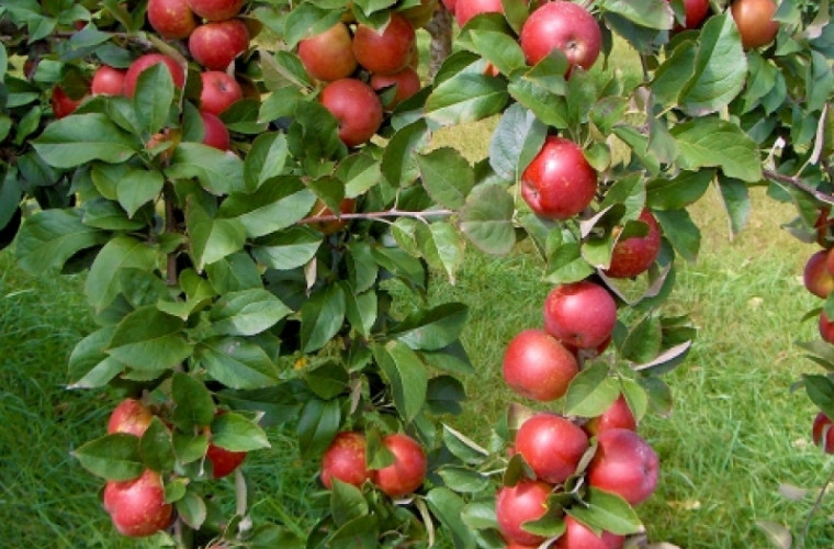Moldova va obține în 2018 cea mai mare recoltă de mere din ultimii 10 ani
