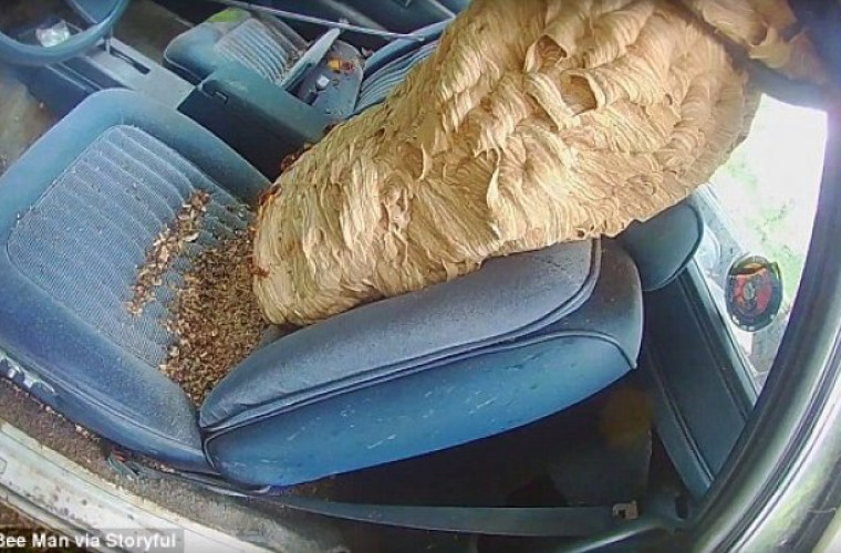 O colonie de viespi şi-a făcut un cuib imens pe bancheta unei maşini vechi (FOTO)