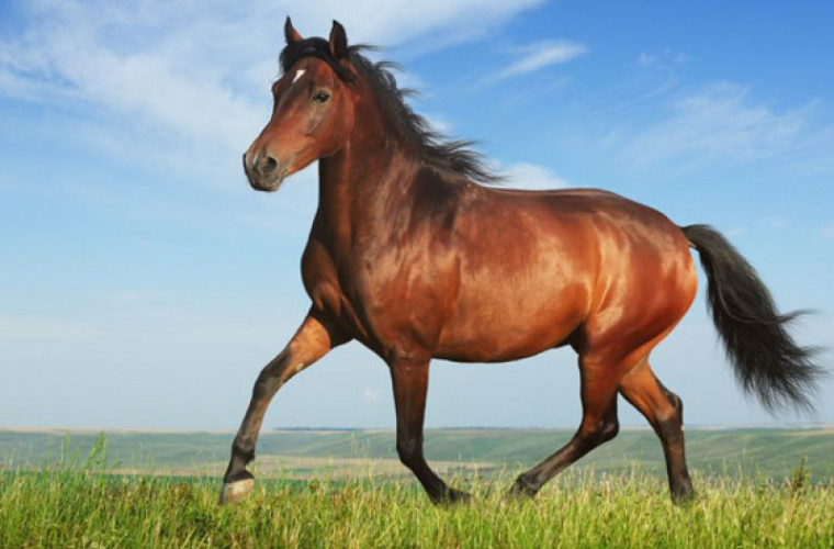 Un adevărat concurs al frumuseţii printre cai s-a desfăşurat la Chişinău