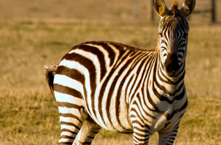 Ce a pățit un pui de zebră imediat după ce a fost adus pe lume