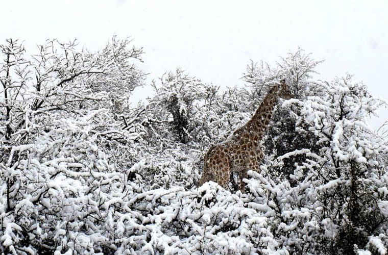 Elefanți și girafe în zăpadă, surprinse în Africa de Sud (FOTO) 