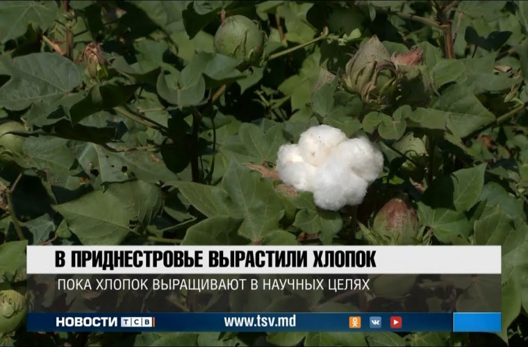 În Transnistria a fost cultivat propriul bumbac (VIDEO)