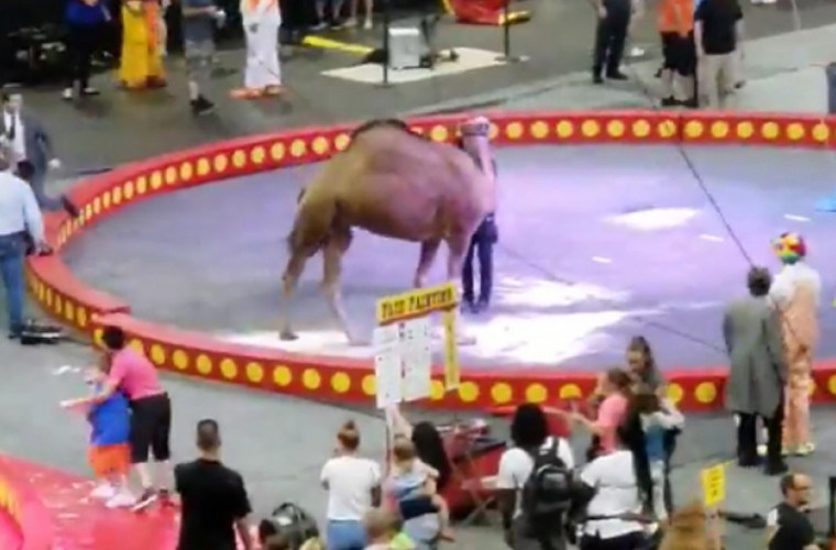 Mai mulţi oameni, răniţi în timpul unui spectacol de circ (VIDEO)