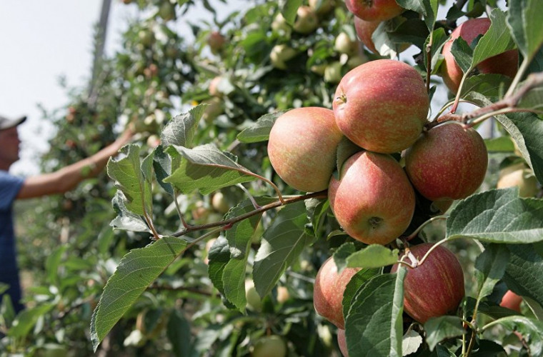 В Курской области России появятся молдавские фруктовые сады