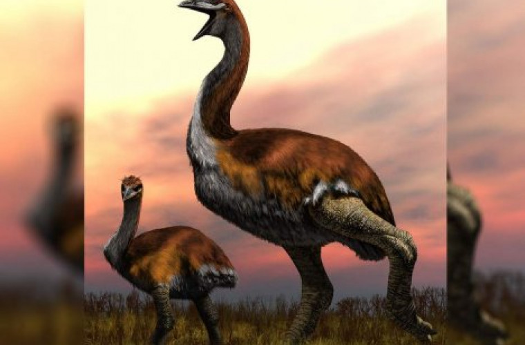 Zoologii au identificat cea mai mare pasăre din istorie