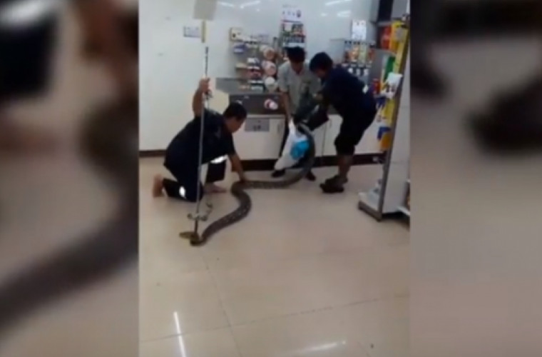 Un piton de 4 metri, găsit într-un magazin din Thailanda (VIDEO)