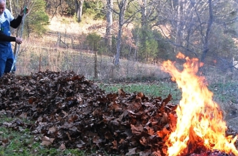 Какой вред наносит человеку и природе сжигание листьев?