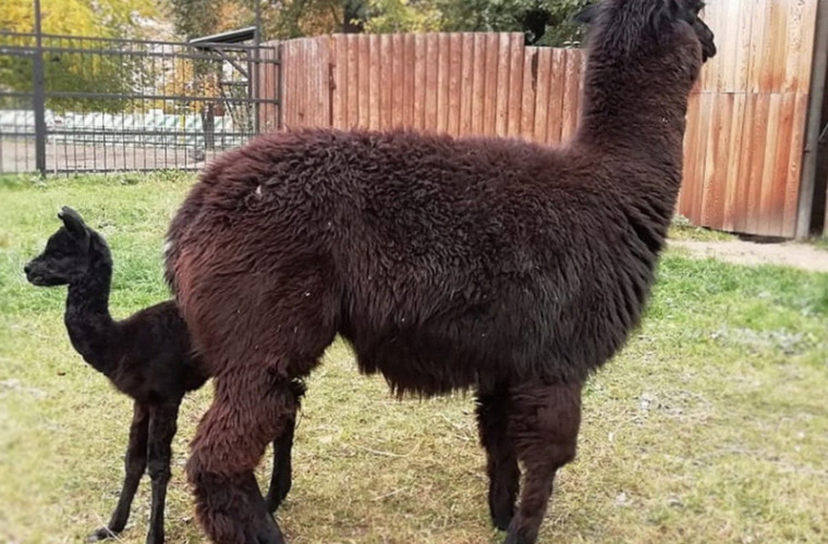 La grădina zoologică din Moscova s-a născut un pui de alpaca