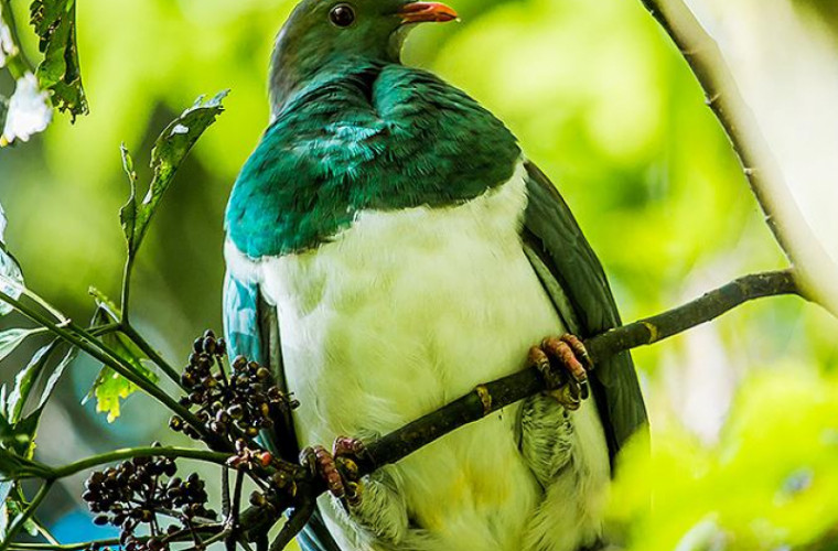 Noua Zeelandă a desemnat un porumbel beţiv pasărea anului 2018