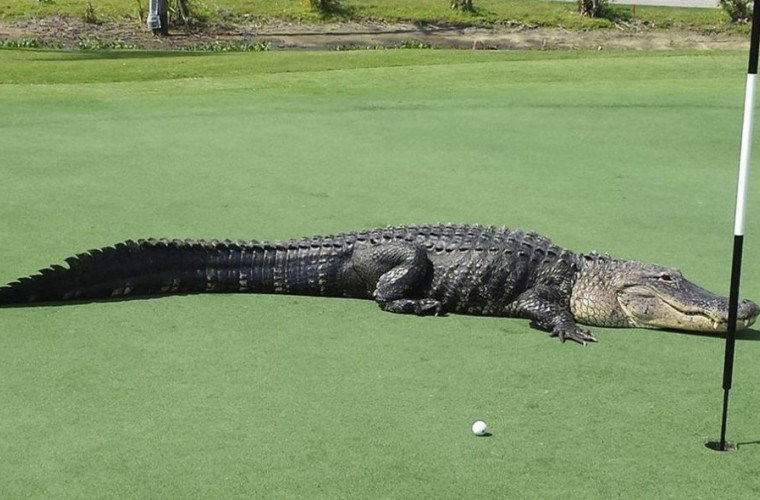 Un aligator uriaș și-a făcut apariția pe un teren de golf din Florida (VIDEO)