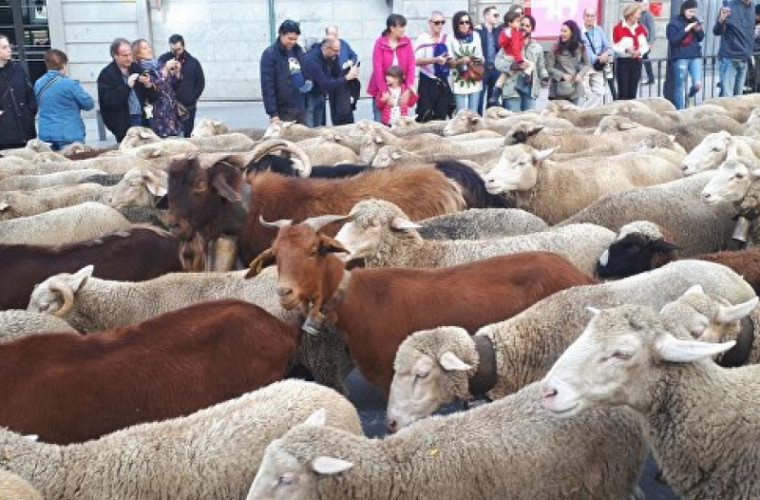 Sute de oi s-au plimbat nestingherite prin Madrid (VIDEO)