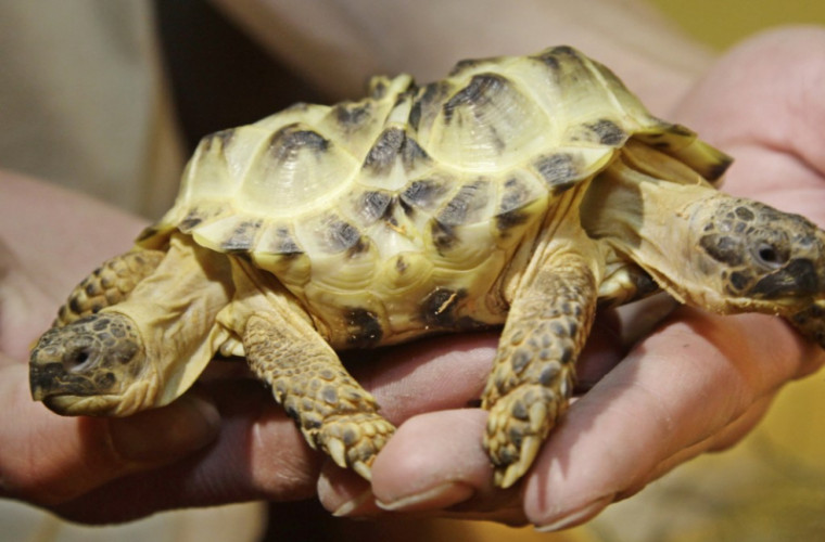 În China a fost găsită o broască țestoasă „mutant”