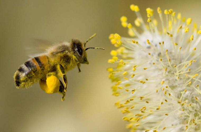 Polenul de albine – medicamentul înţeleptului