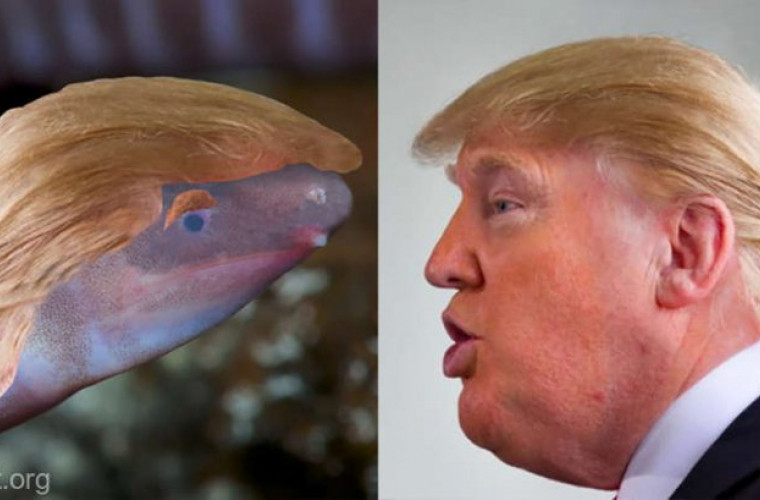 Amfibianul care-i va purta numele lui...Donald Trump 